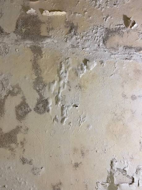 Trusted Calverton, MD Mold Removal Experts
