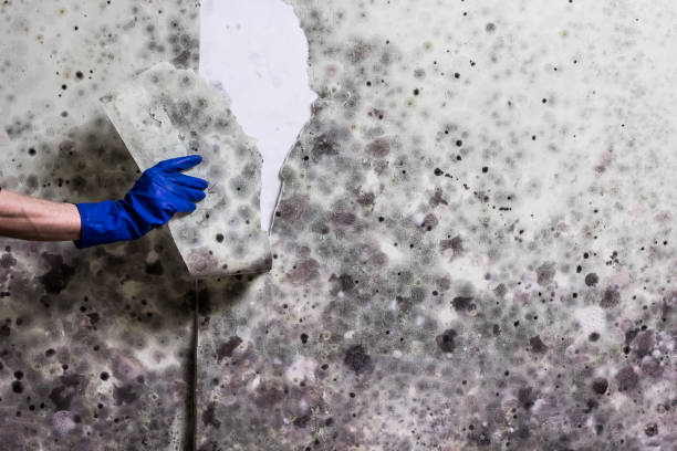 Best Residential Mold Removal  in Calverton, MD