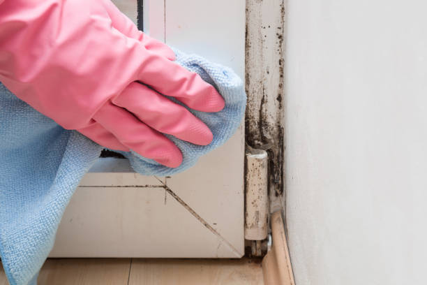 Best Local Mold Removal Service  in Calverton, MD